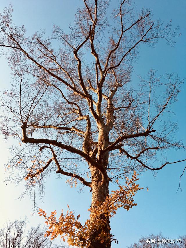 長沙唯一擁有戶外足球場的公園，更有大片水杉美景等你來