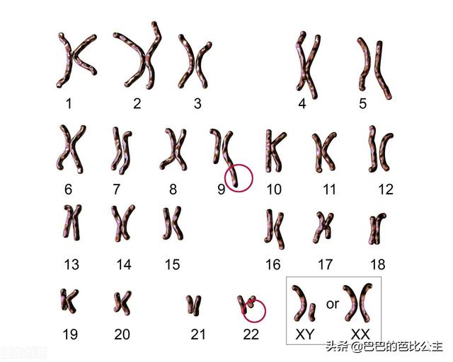 男孩像妈更有出息，男孩智商全部遗传妈妈吗？如何养育聪明男孩