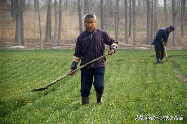 小麦黄苗问题年年发生、年年治，主要原因和解决办法有哪些？5