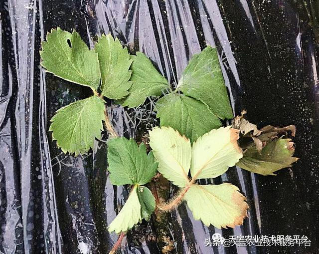 草莓软果、烂果严重怎么办？10