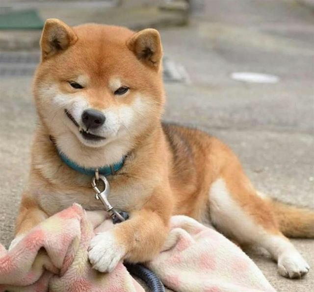 说起柴犬,可谓是网络名人狗.