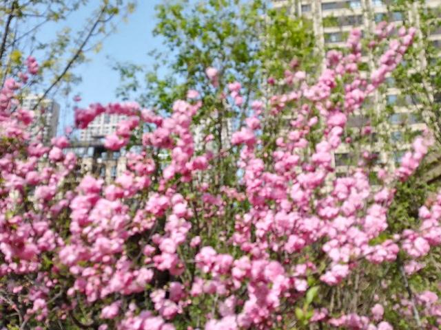 春天的景色美