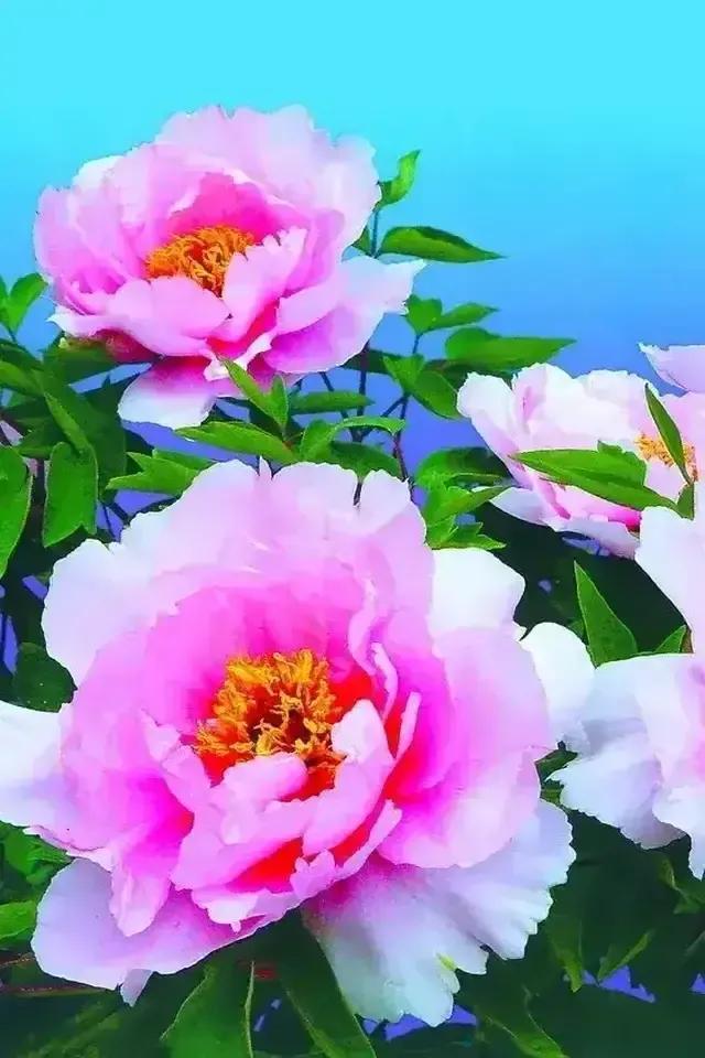 给我鼓掌掌，智慧精灵撒花了
