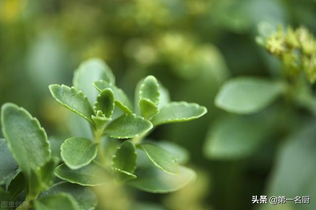 野菜有哪些 野菜有哪些（能吃的野菜有哪些） 生活