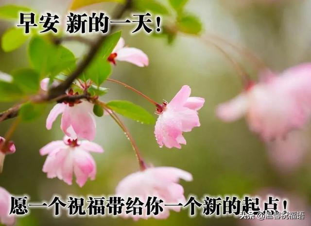 4月8日星期五清晨新版唯美早晨祝福图片 朋友圈新版早上好问候句子