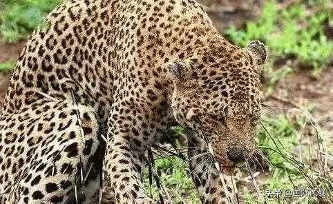 巴西土狗多次挑战豪猪，脸上却被扎满数百根刺，狗主人：免费针灸