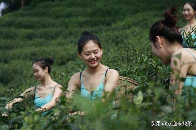 立夏之后，喝什么茶好