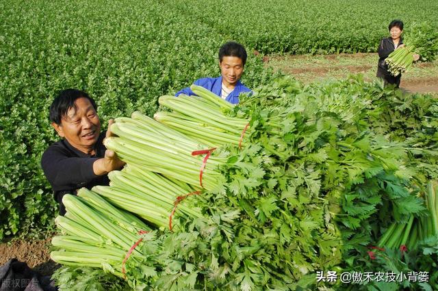 芹菜黑心腐烂倒伏？主要是因为缺乏两种元素或发生两种病害9