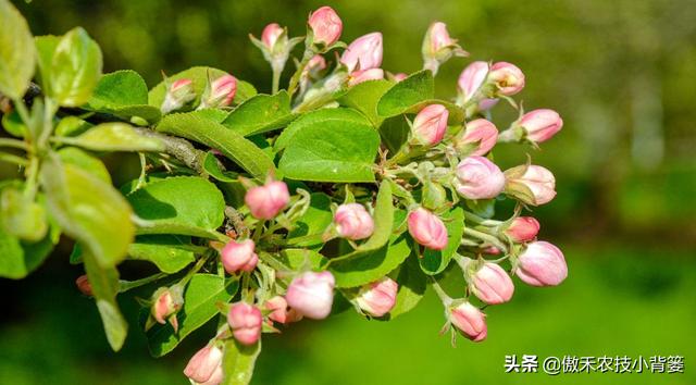 苹果花蕾露红一定要打药，如何选药、配药、打药保证安全和效果？10