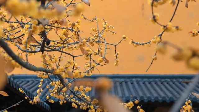 誰說春天才有花看？這份中國冬日賞花指南請查收