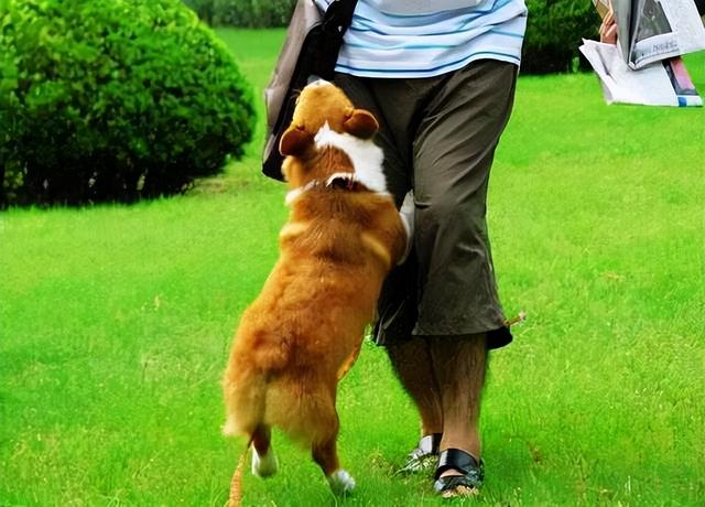 狗狗老抱着腿怎么回事(狗狗经常抱腿好吗)-艾拉养犬