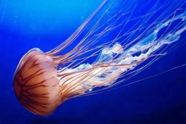 十个最无毒的水母图片