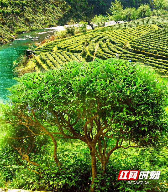 “一两黄金一两茶”升级了！保靖黄金茶宣传语及包装设计大赛评选结果出炉
