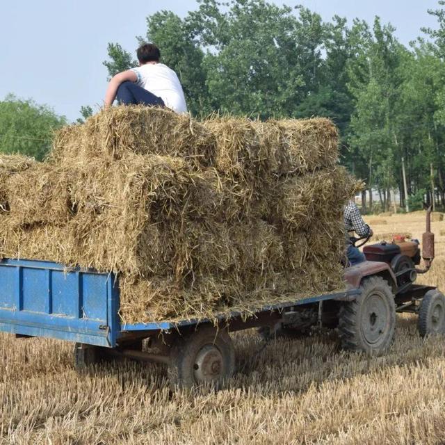 适合农村创业的项目，还在迷茫的农村人看过来，这五个项目值得考虑，前景很不错