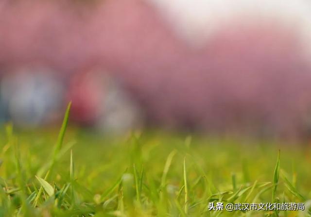 你好，珞珈山的夏天……