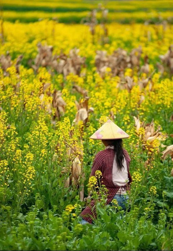 誰說春天才有花看？這份中國冬日賞花指南請查收