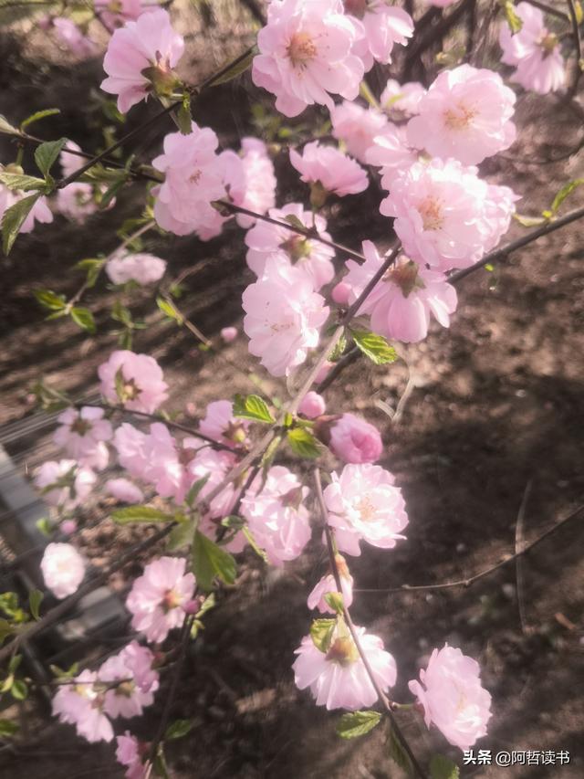 春深景更浓，人间重晚情，繁华依旧笑东风