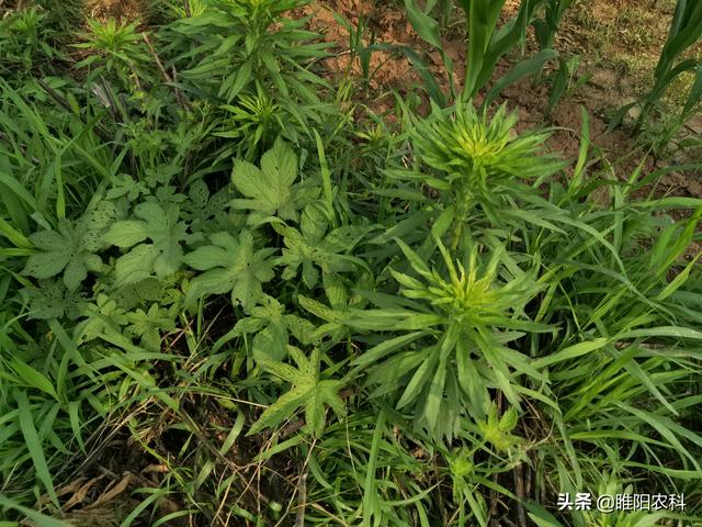 果园荒地专用除草剂配方，超过5℃就能用，除草干净持效期长3