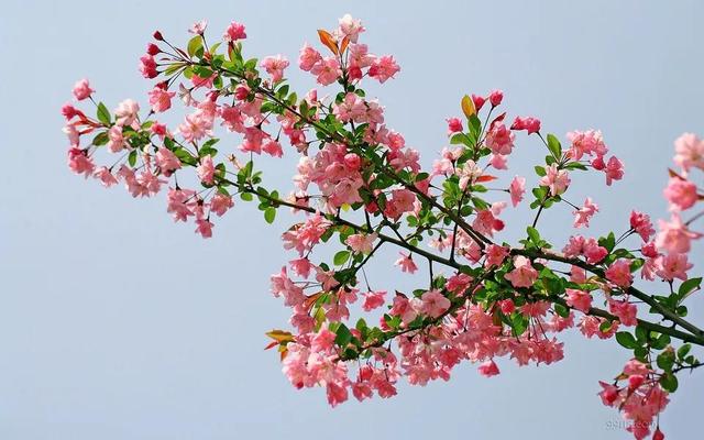 海棠花图片