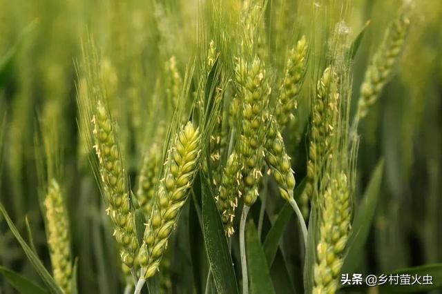 一句农谚说“怕雨”，怎么这些日子下雨就不好呢？你知道根由吗？