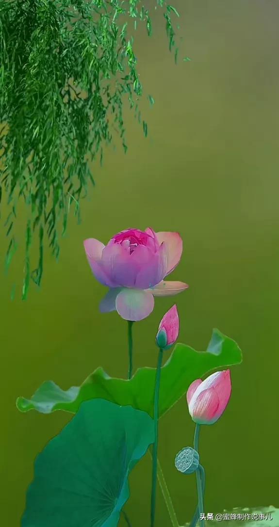 留一份闲情与花草为伴，存一份美好与愉悦的心情