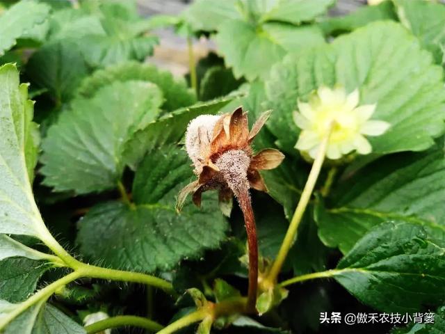 春季低温阴雨天气容易发生灰霉病，瓜果蔬菜开花坐果期要重点防治