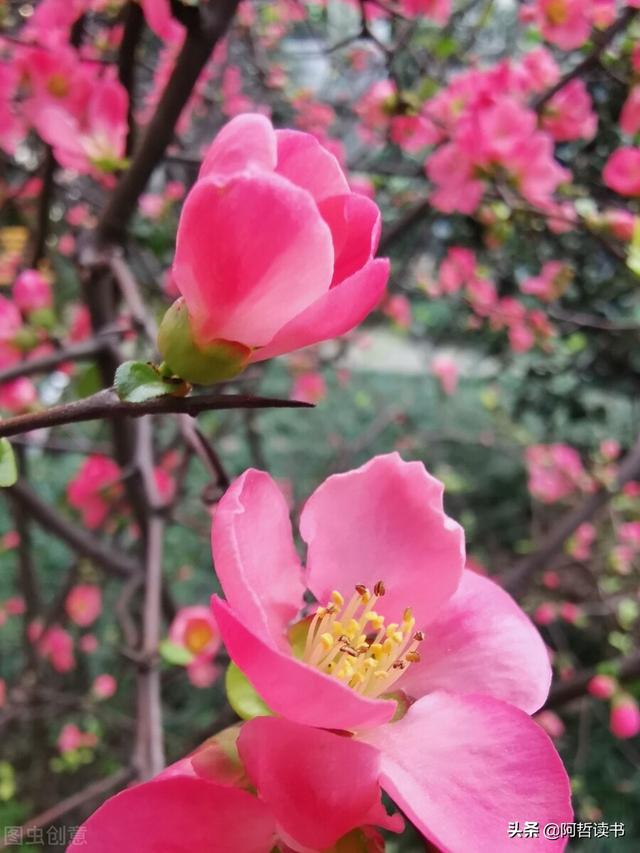 听风听雨听疫情，小城昨夜又东风，看花赏景乐融融