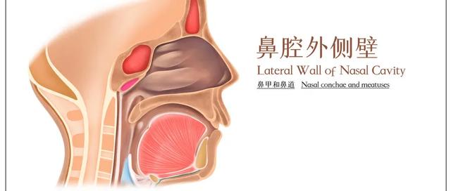 秋冬感冒高发，鼻塞鼻炎反复该怎么办？