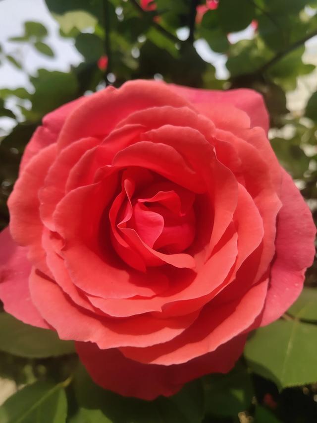 美丽的鲜花，姹紫嫣红，芬芳扑鼻，令人心情愉悦