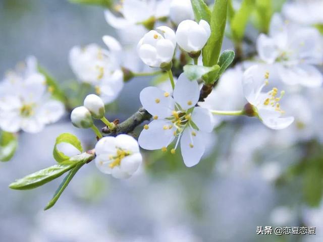 春在路上，花在枝头，所有美好都会如约而至