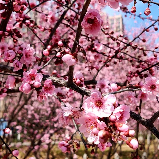 #把春天装进旅途 芳菲向暖，星辰与我共赏桃花