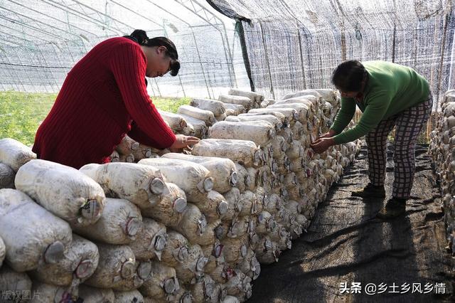 农场种什么最赚钱