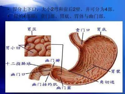 山西医学院第二附属医院邢子亨医师治疗胃十二指肠溃疡