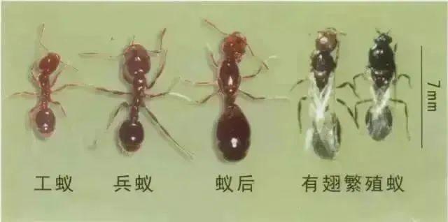 千万别碰！严重可致人死亡
