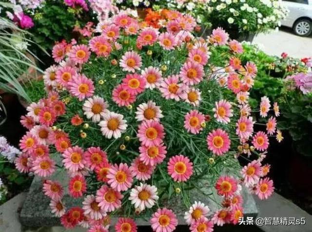 母爱是润物的细雨，母爱是醉人的春风