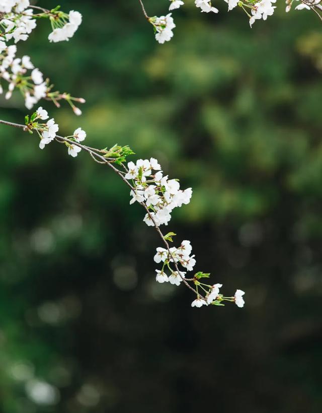 清明时节，如何喝茶养生