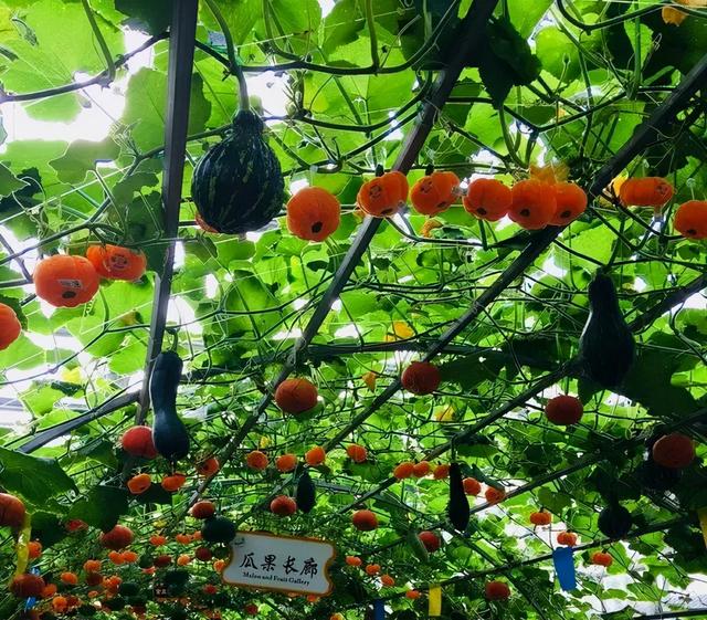這個冬天，你應該去一趟廣西之崇左玉林靖西