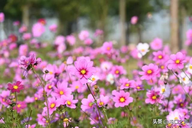 沌口三角湖公園太美啦！喊你來拍照，隨手一拍就是大片