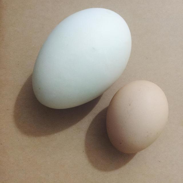 鸡蛋,鸭蛋和鹅蛋哪个更有营养?为什么鹅蛋比较大却不受欢迎?