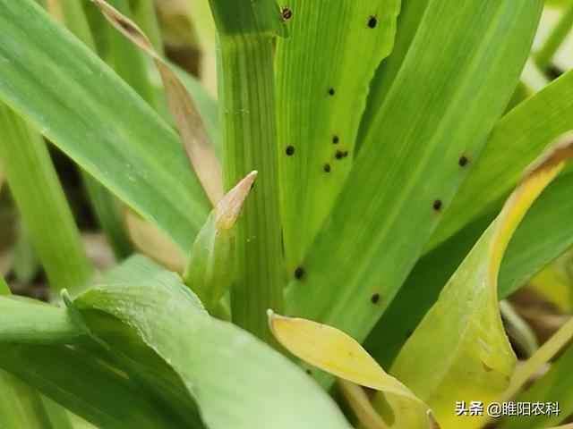 水胺硫磷杀红蜘蛛效果图片