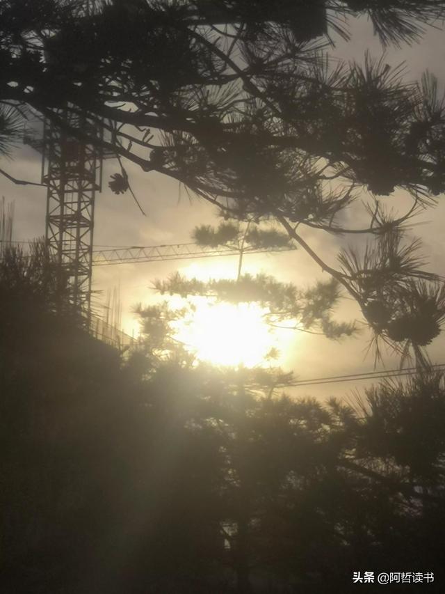 霞光唱晚，落日照松间，夕阳美无限