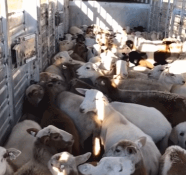 被奥克斯起诉，被美的截胡，硬气的董明珠还能硬多久？