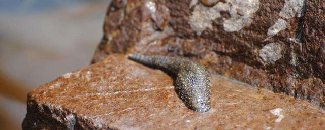 养蚂蟥一亩地需投资多少钱水蛭的饲料水蛭吃什么，养蚂蟥一亩地需投资多少钱龙虾应该怎么样啊