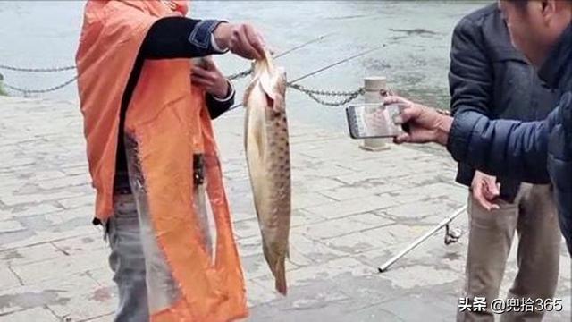 龙吐珠鱼