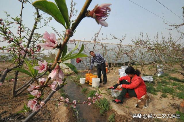 桃树年后如何施肥花多果多，3个科学施肥技术要记牢，省肥效果好2