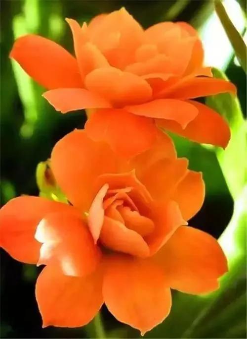美丽的鲜花，姹紫嫣红，芬芳扑鼻，令人心情愉悦