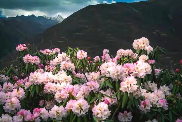 前世般的鄉情——我的西藏（三）