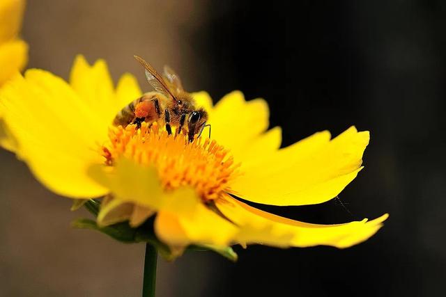 回顾春天百花争艳、招蜂引蝶图片大赏