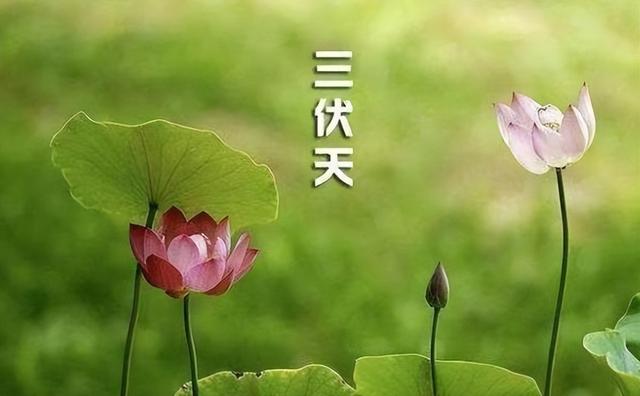 小暑后将"入伏","头伏萝卜二伏菜",7月就能播种萝卜了吗?