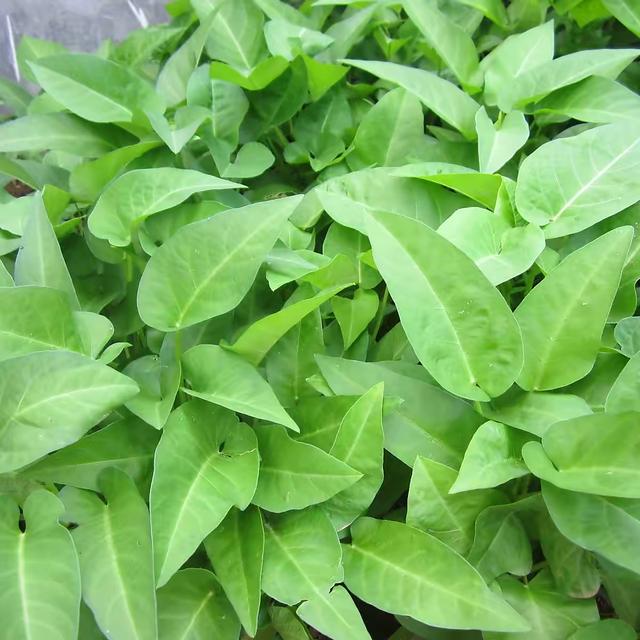 空心菜种植 空心菜种植（空心菜种植技术） 生活